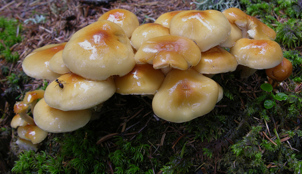 Hypholoma capnoides.